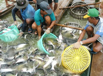 Thu hoạch cá tra