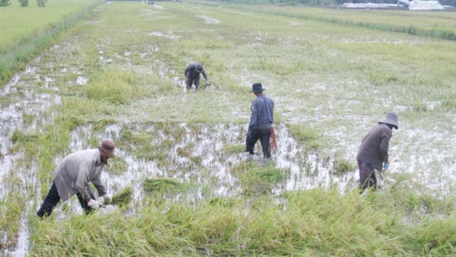 Nông dân Long An thu hoạch lúa bị ngập do mưa lũ
