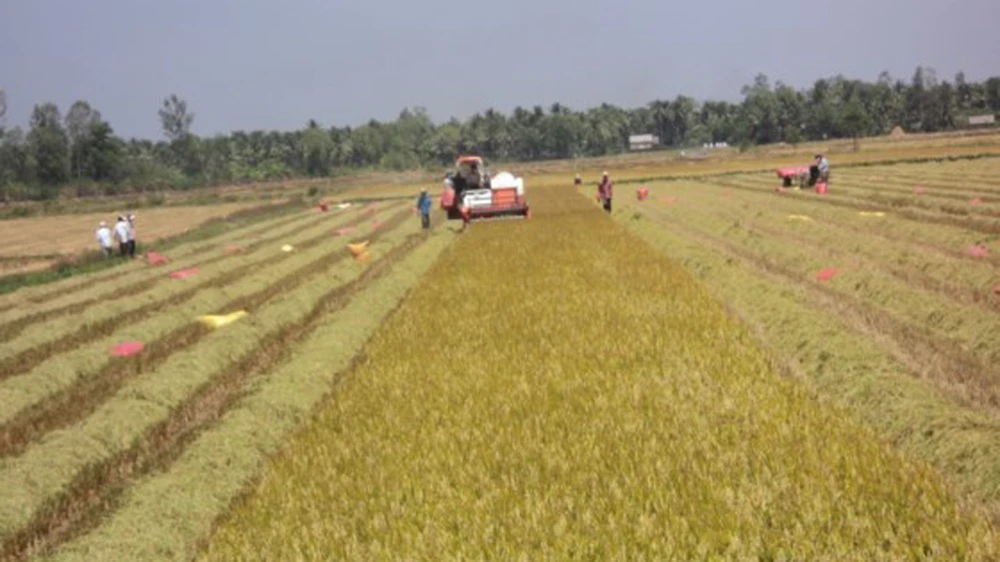 Tứ giác Long Xuyên là vùng sản xuất lúa gạo chủ lực của ĐBSCL 