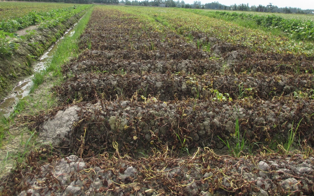 Kẻ xấu phun thuốc khiến nhiều ruộng khoai của nông dân bị thiệt hại