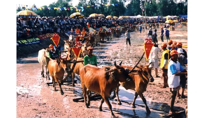 Lễ hội đua bò ở An Giang hàng năm thu hút đông đảo du khách đến vui chơi, giải trí