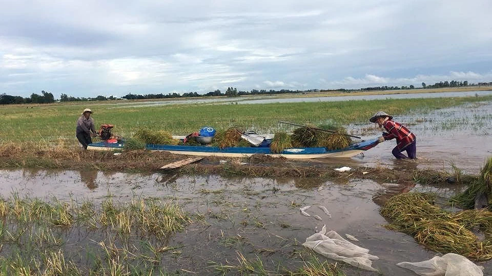 Nông dân huyện đầu nguồn An Phú (An Giang) thu hoạch lúa chạy lũ sớm