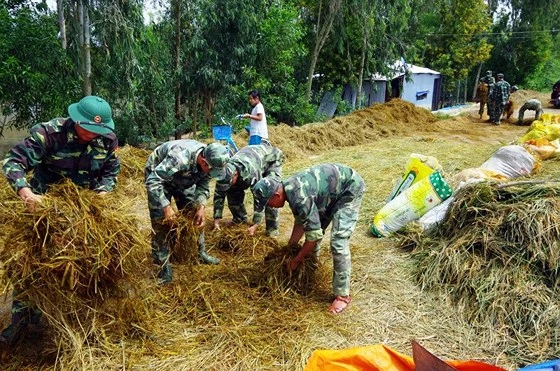 Lực lượng bộ đội giúp người dân huyện Giang Thành (Kiên Giang) thu hoạch lúa chạy lũ