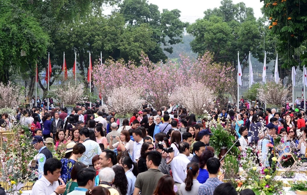 10.000 cành hoa anh đào Nhật bản sẽ khoe sắc tại Hà Nội