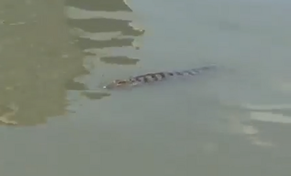 本市河湧上不久前出現鱷魚。(圖源：互聯網)
