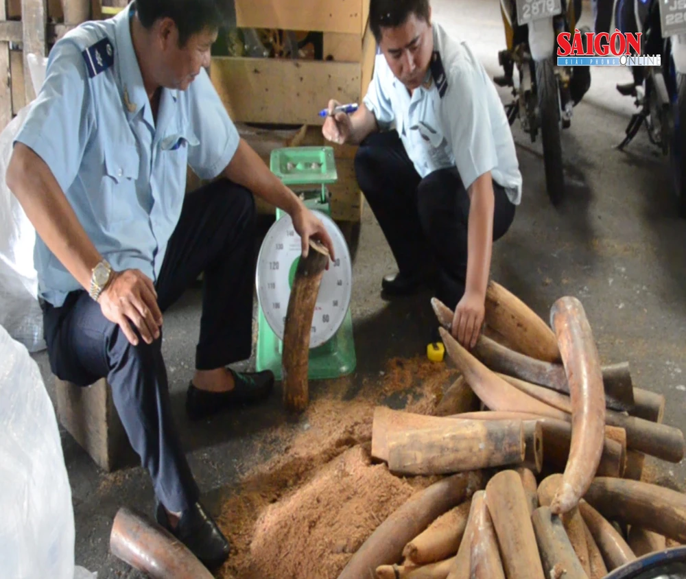 Khởi tố vụ buôn lậu hơn 1,3 tấn ngà voi ở TPHCM