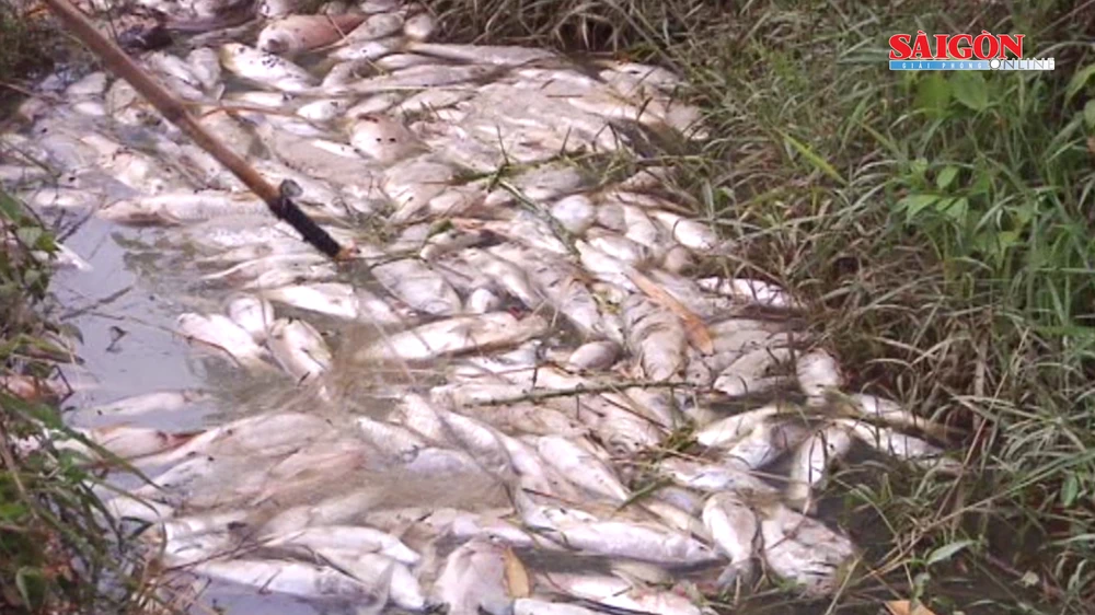 Quảng Ngãi: Kiểm tra mẫu nước tìm nguyên nhân cá chết ở đập Hố Chuối