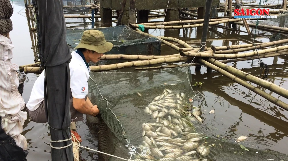 Thừa Thiên – Huế: Hơn 100 tấn cá nuôi chết 
