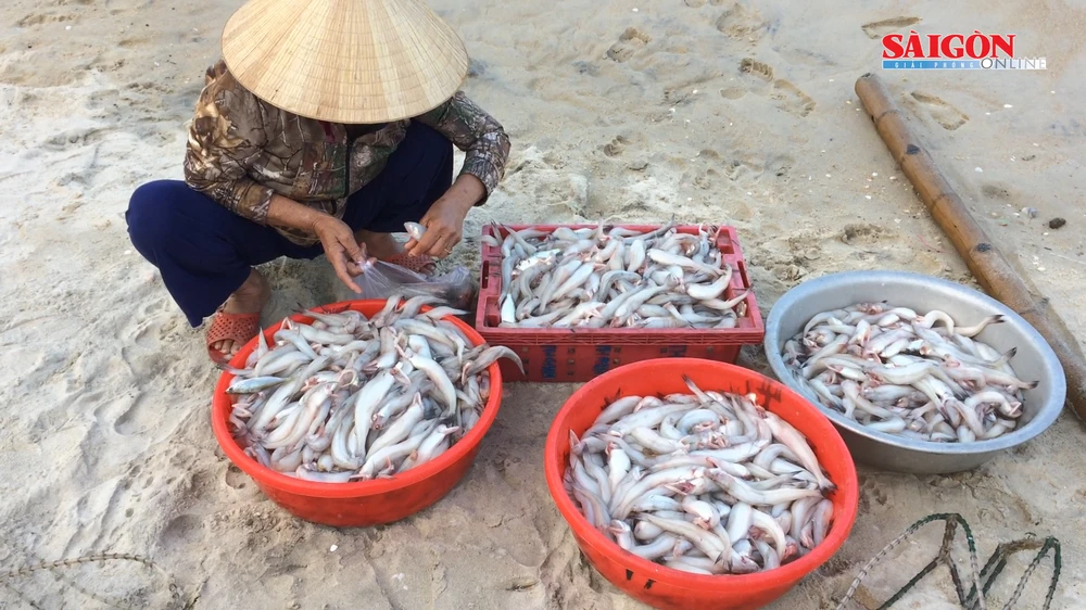 Ngư dân xã Quảng Công trúng đậm mùa cá khoai cuối năm