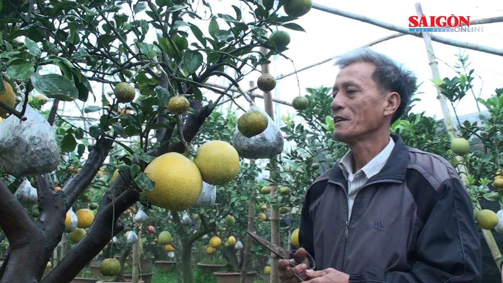 Ghép cây cảnh với 10 loại quả, nông dân Hà Nội thu trăm triệu dịp Tết