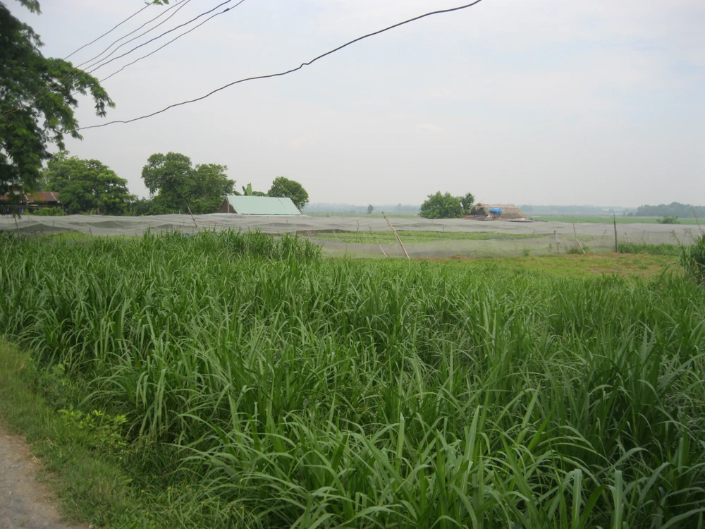 Năm 2021, huyện Bình Chánh sẽ được chuyển tổng cộng gần 1.350 hecta từ đất nông nghiệp sang đất phi nông nghiệp.
