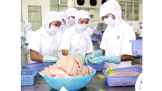 Workers process pangasius fish at a seafood processing company. (Photo: SGGP)