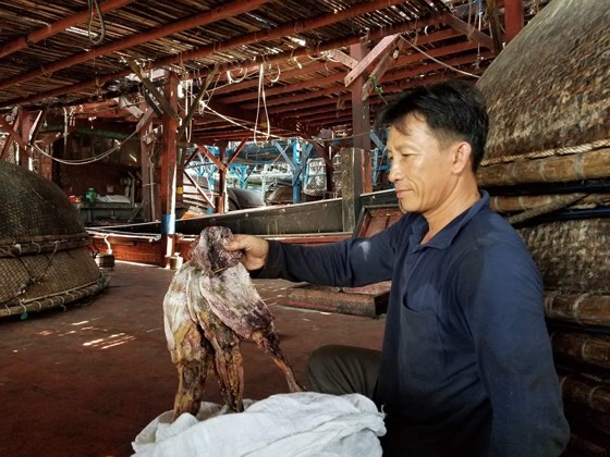 Fishermen in Nui Thanh District are unable to sell dried purple-back squids to China as the buyer has changed import method. (Photo: SGGP) 