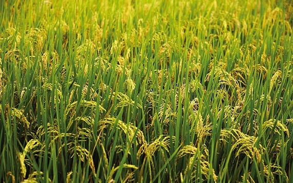 Rice production in southern provinces drops by 23,000 tons