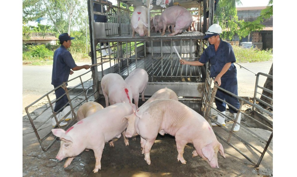 Vietnam tightens control on transportation of pigs, pork products