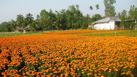 The flower village in Cho Lach District in Ben Tre Province has sold out about 80 percent of flower production at higher prices than last year. (Photo: SGGP)