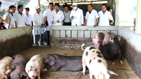 Provinces strengthen inspection after the African swine fever outbreaks. (Photo: SGGP)