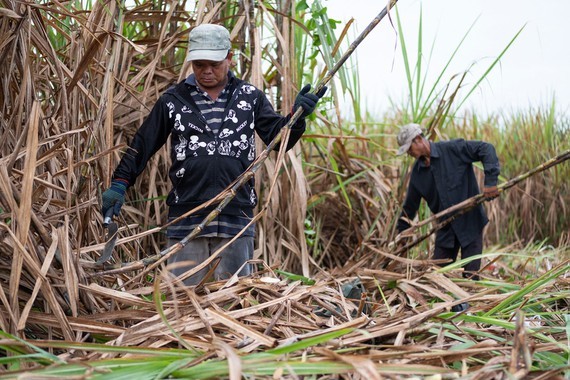 The ASEAN Trade in Goods Agreement creates huge pressure on the domestic sugar industry. (Photo: SGGP)