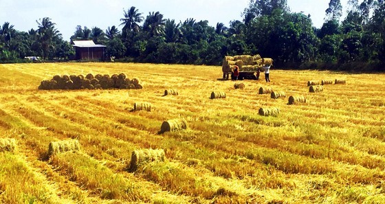 Farmers harvest early winter-spring rice in the Mekong Delta. (Photo: SGGP)