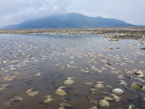 Thousands of tons of clams raised by farmers in Ha Tinh Province were killed, causing huge losses for farmers. (Photo: SGGP)