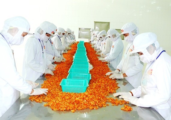 Workers process shrimps for export in the Mekong Delta. (Photo: SGGP)