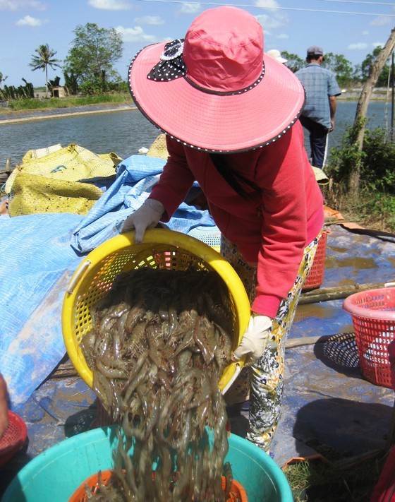 Prices of shrimps in Mekong Delta provinces decline heavily