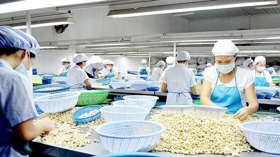 The cashew processing industry in Binh Phuoc Province lacks both capital and raw materials. (Photo: SGGP)