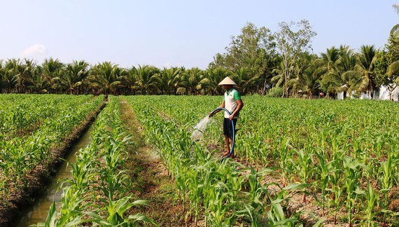 Farmers in Tra Vinh Province grow corn on rice-growing land. (Photo: SGGP)