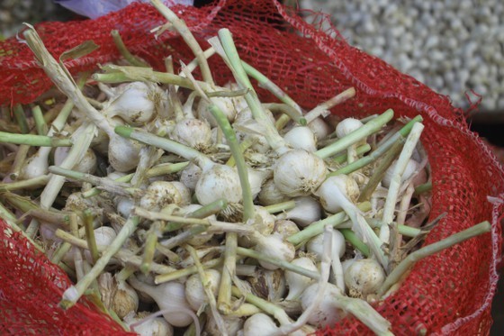 Ly Son garlic has its unique flavor thanks to the special soil. (Photo: SGGP)