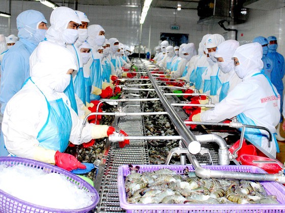Shrimp processing at an enterprise in Ca Mau Province. (Photo: SGGP)