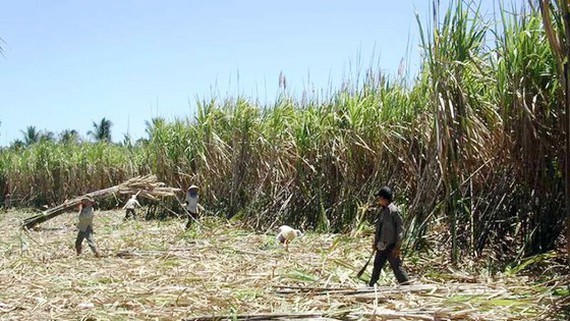 Farmers harvest sugarcane in the Mekong Delta. (Photo: SGGP)