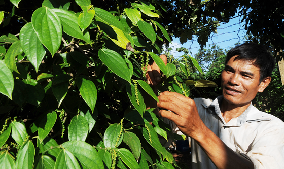 Enterprises call for help to re-export black pepper stuck in Nepal