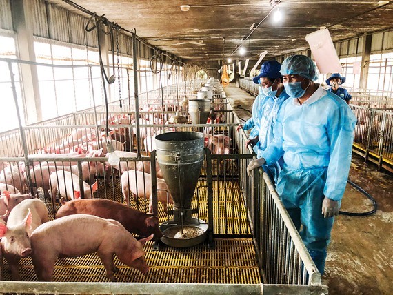 Pig repopulation sluggish due to shortage of piglets