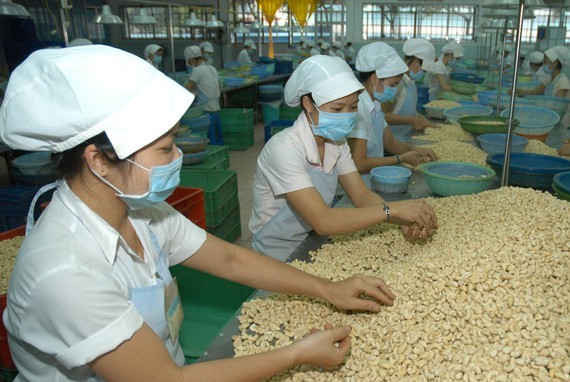 Workers process cashew nuts in Binh Phuoc Province. (Photo: SGGP)