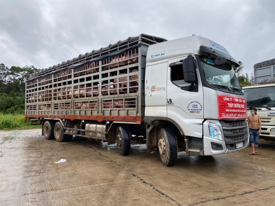 Thuy Duong Phat Company is carrying out procedures to import 1,000 commercial hogs at Bo Y border gate in Kon Tum Province to transport them to Dong Nai Province. (Photo: SGGP)