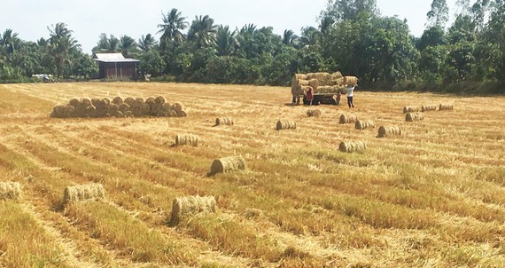 Prices of paddy, rice climb as summer-autumn crop ends in Mekong Delta