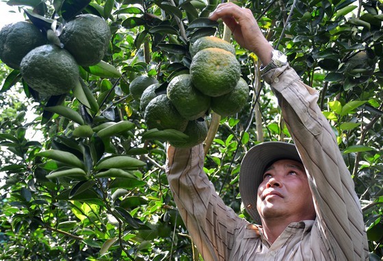The area of fruit trees in the Mekong Delta increases ceaselessly. (Photo: SGGP)