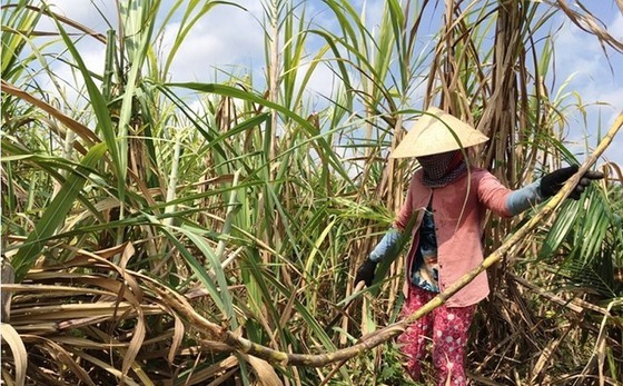 The domestic sugar industry is facing difficulties as foreign sugar undersells. (Photo: SGGP)