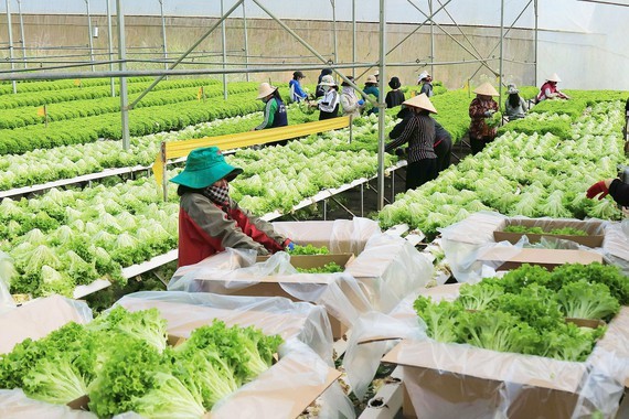 High-tech agricultural production helps farmers get rich in Lam Dong Province. (Photo: SGGP)