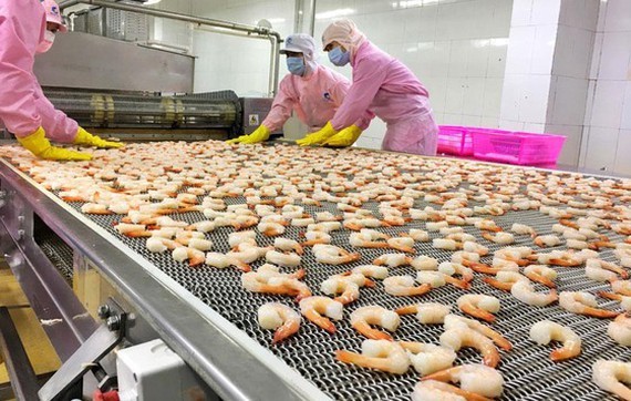Processing shrimps for export at Minh Phu Seafood Joint Stock Company. (Photo: SGGP)