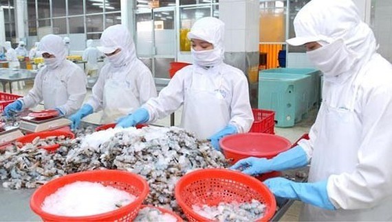 Processing shrimps for export. (Photo: SGGP)