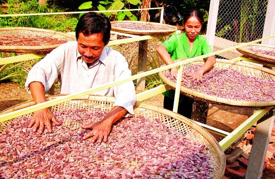 Farmers in Ben Tre Province grow cocoa for export. (Photo: SGGP)