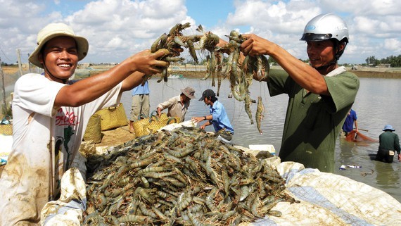 Mekong Delta farmers enjoy a bumper crop of shrimps. (Photo: SGGP)