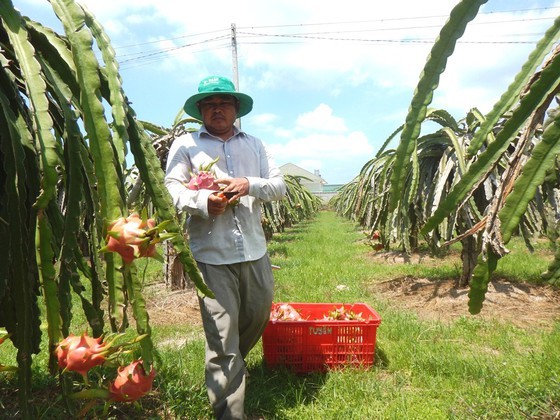 Despite the high price increase, dragon fruit growers in Binh Thuan Province feel concerned. (Photo: SGGP) 