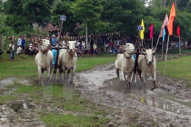 The Bay Nui ox racing festival will be part of the An Giang Tourism Month slated for May 16-25 (Photo: VNA)