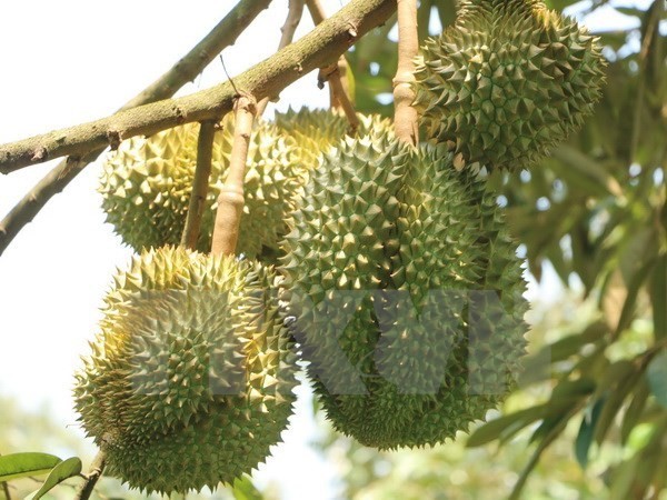 Durians are among fruit specialties of Soc Trang province (Photo: VNA)