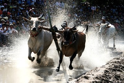 Ox racing is one of the most exciting activities of the Khmer Culture, Sports and Tourism Festival. (Photo: Sggp)