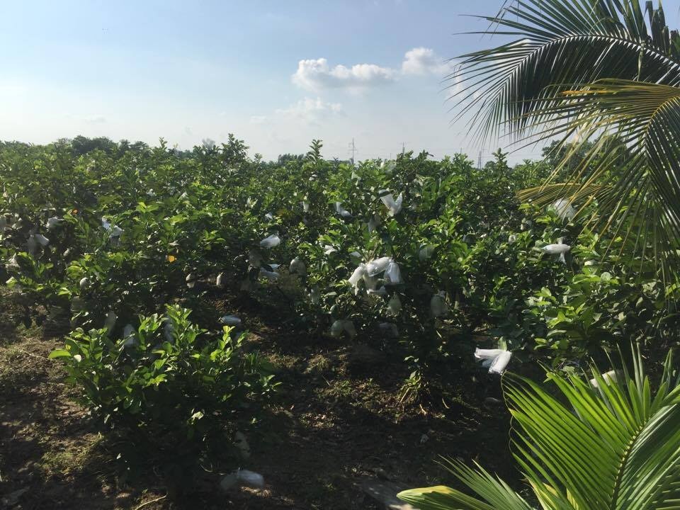 A guava field in Can Tho (Photo: KK)