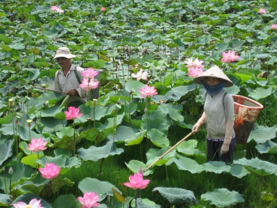 Dong Thap Lotus Festival opens