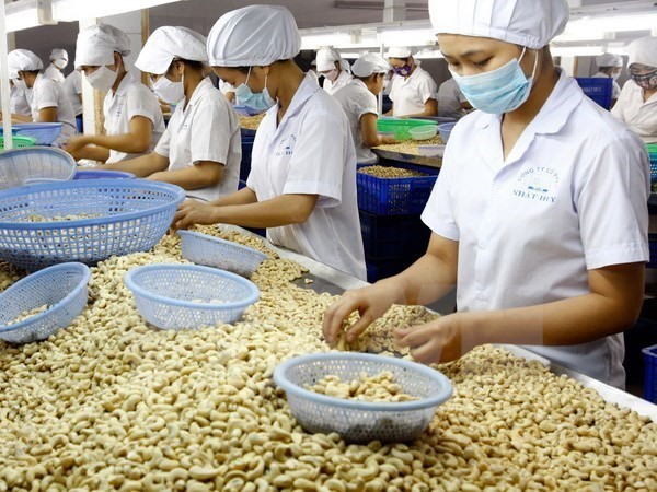 The 9th Vinacas Golden Cashew Rendezvous will be held from November 13-15 in Phu Quoc island of southern Kien Giang province (Photo: VNA)